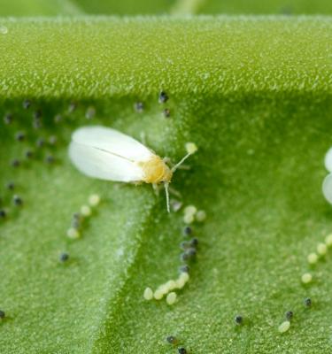 Aleurode sur poivron | idMicrobe