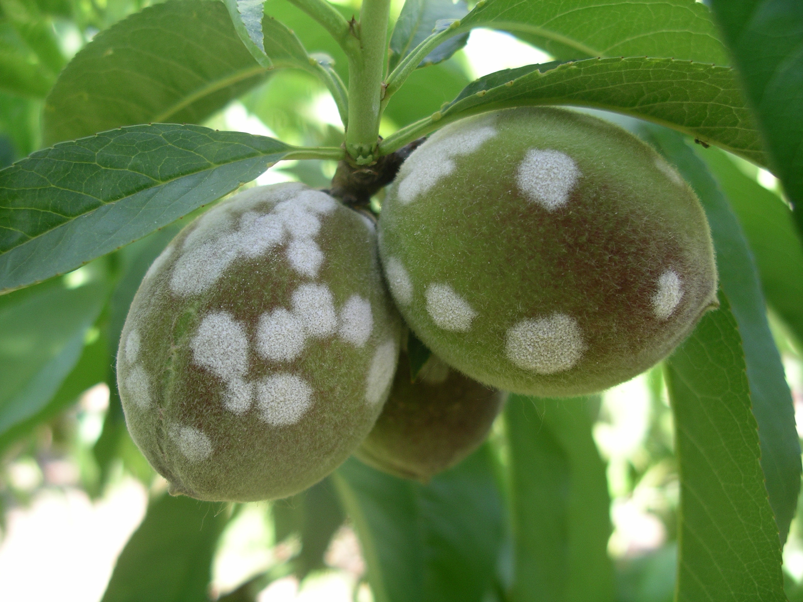 Fruto afectado por oídio con manchas y presencia de polvo blanco
