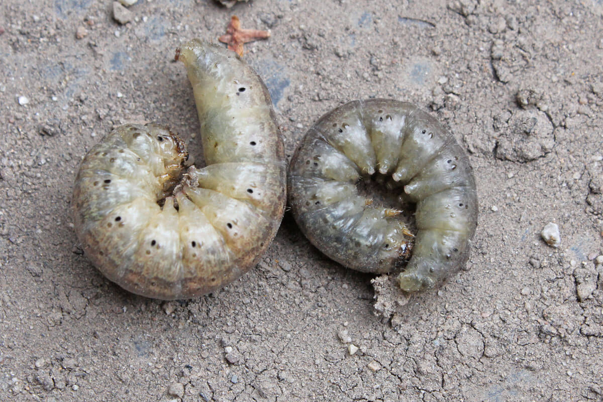 Minhocas cinzentas no aipo | idMicrobe