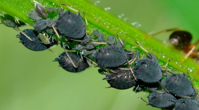 Pulgón: Síntomas y daños en Remolacha azucarera