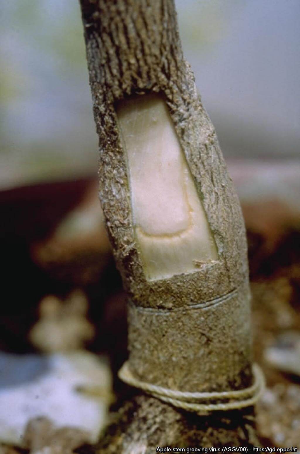 Apple stem grooving virus | idMicrobe