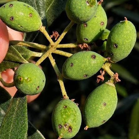 Cómo reconocer y combatir los gorgojos en frutos