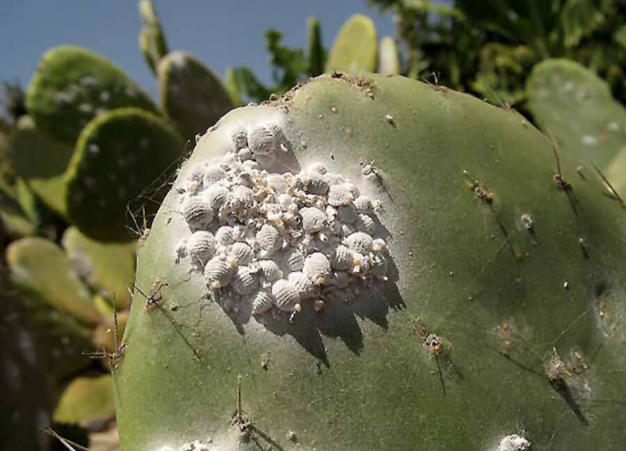 How to recognize and combat carmine mealybugs on cacti