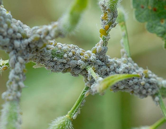 Pulgones en albaricoque | idMicrobe