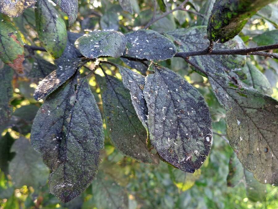 Fumagina o negrilla en Plantas decorativas de jardín y/o interior: Cómo se reconoce y se trata eficazmente
