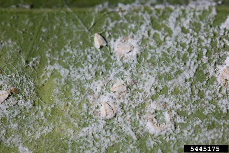 Mosca blanca: Síntomas y daños en Cítricos