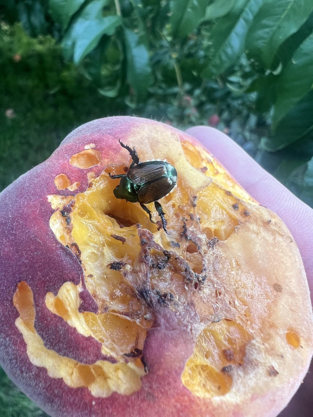 Cómo reconocer y combatir las plagas de escarabajos en los frutos