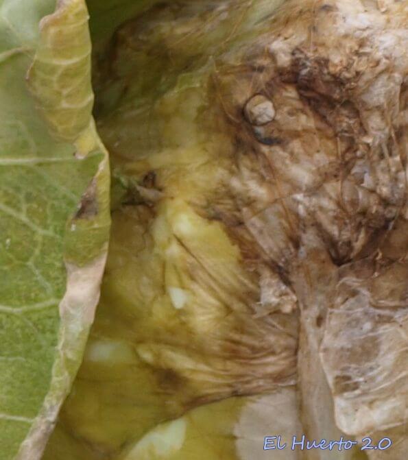 Podredumbre blanda en lechuga | idMicrobe