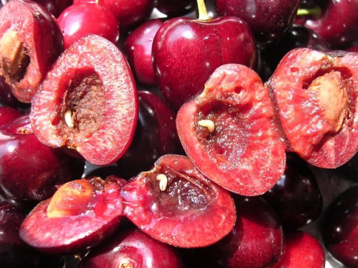 Fruto afectado por mosca de alas manchadas con daños y podredumbre