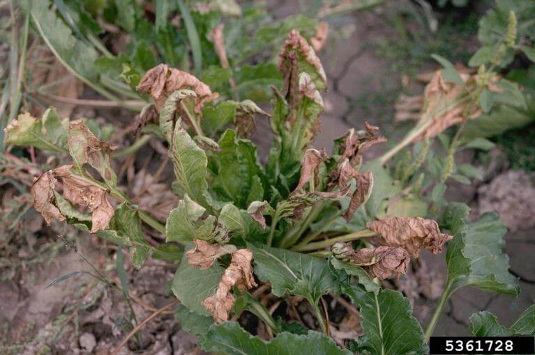 Dégâts causés par la pourriture apicale sur les betteraves de table