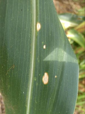 Como reconhecer e combater a mancha foliar de Phaeosphaeria no milho