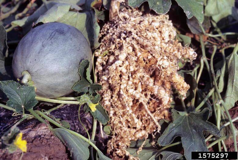 Nématodes à galles chez les courges : comment les reconnaître et les traiter efficacement
