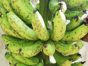 How to recognize and combat scar beetles on banana trees