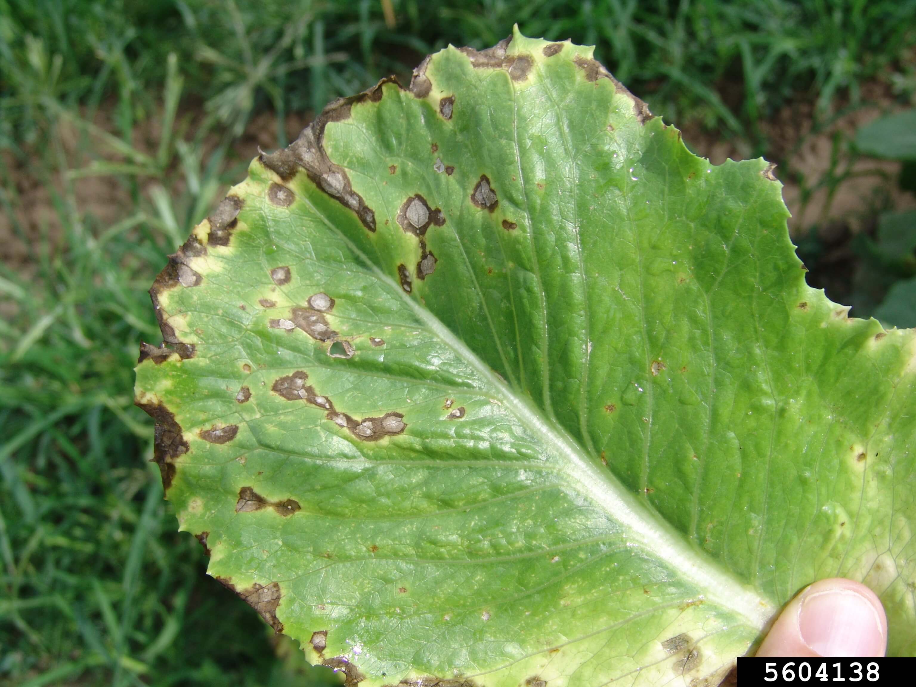 Alternariosis en lechuga | idMicrobe