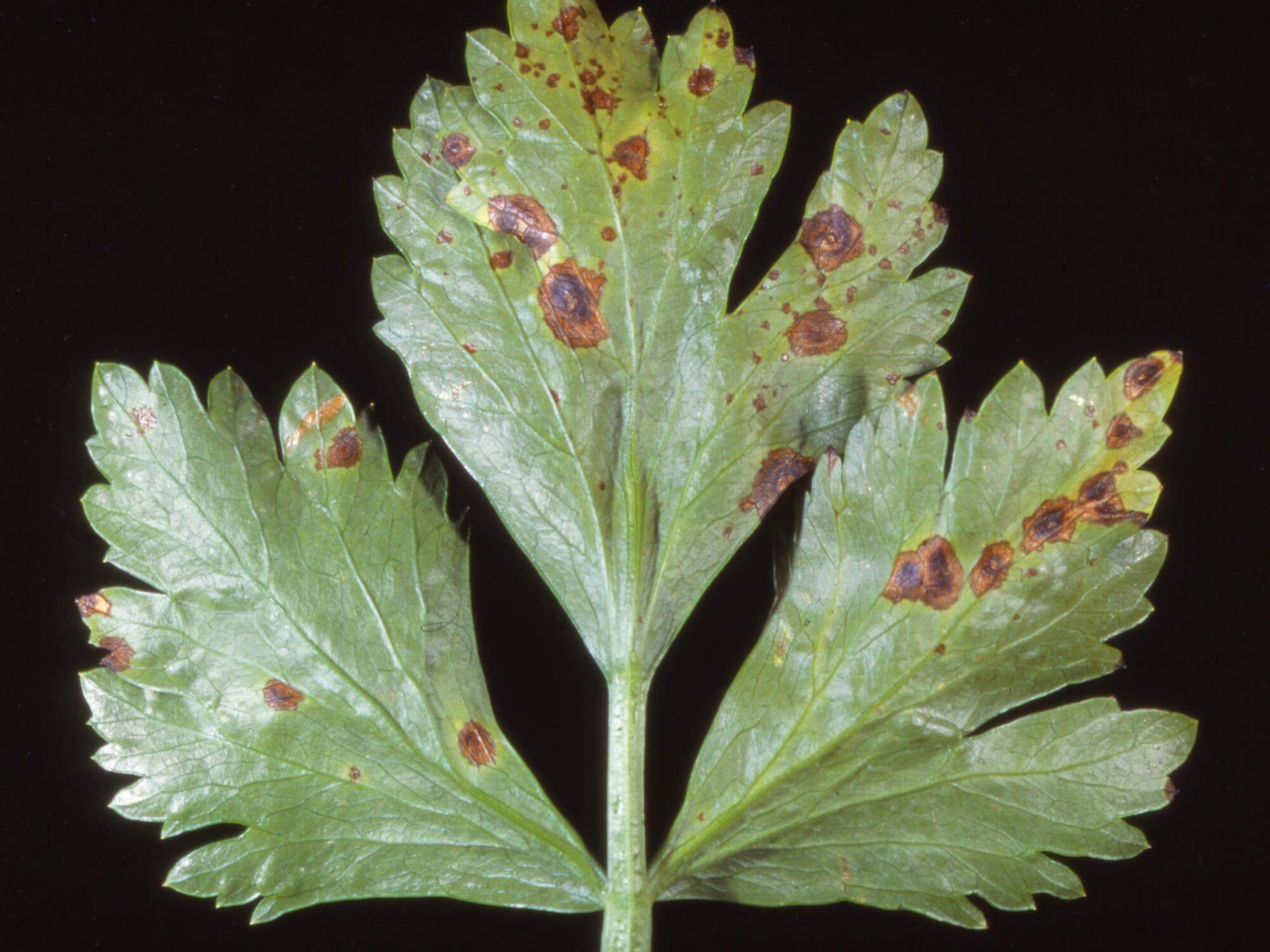 Cómo reconocer y combatir tizón bacteriano en apio