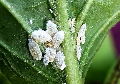 Insects present on a plant with visible damage