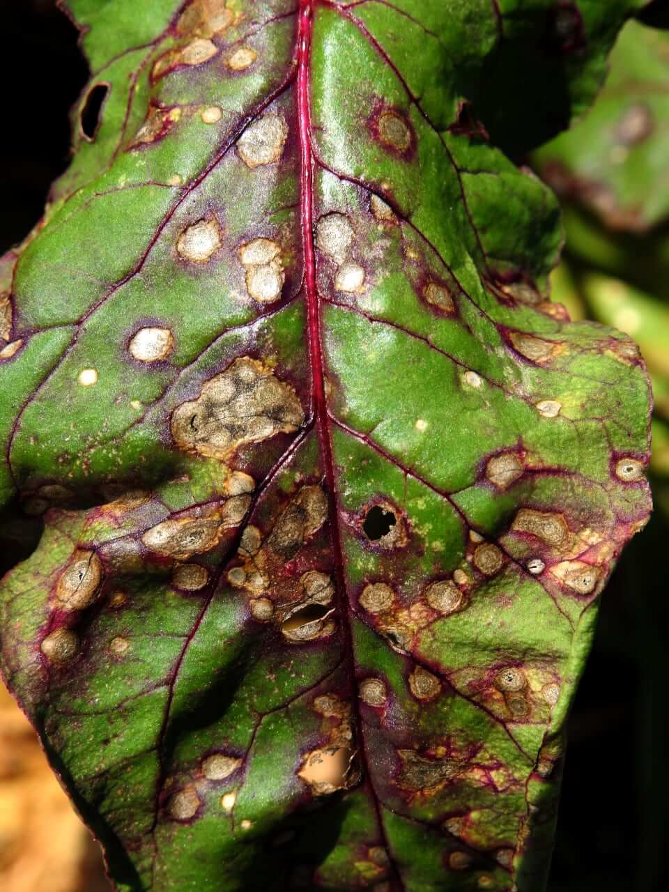 Danos causados pela varíola da acelga na acelga