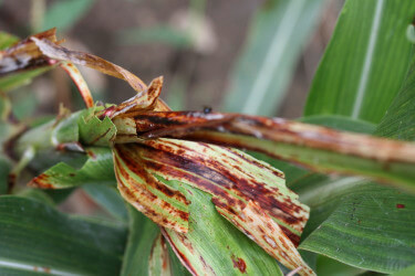 Johnsongrass mosaic virus (JGMV): What it is, how it occurs, and how to effectively eliminate it.