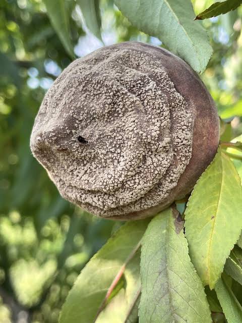 Cómo reconocer y combatir el hongo monilinia en frutos