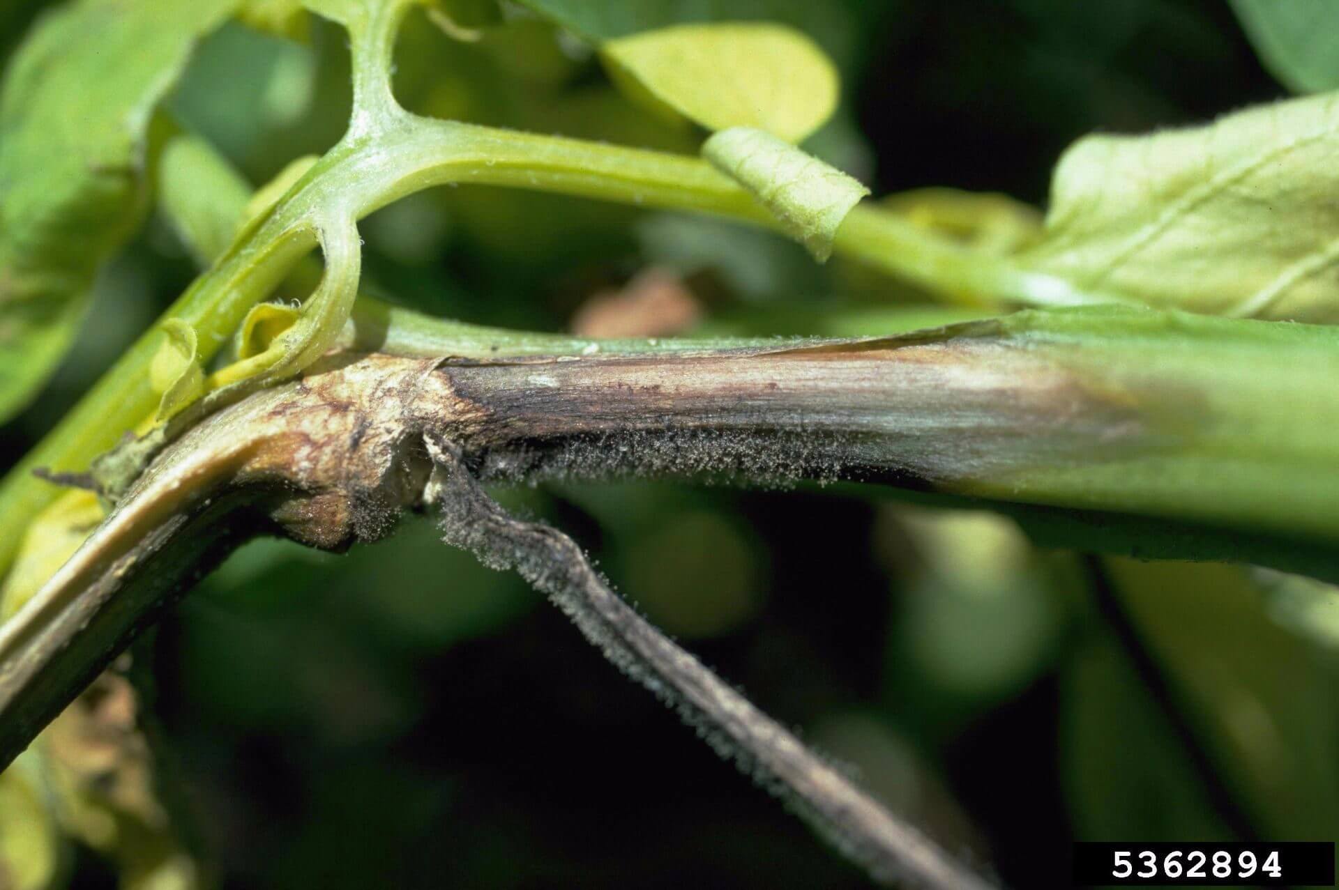 Tizón tardío en patata | idMicrobe