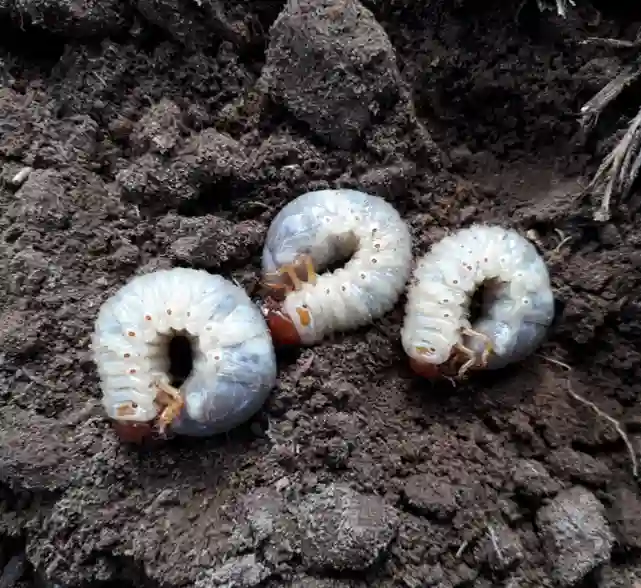 Vers du substrat – dégâts sur les racines des plantes