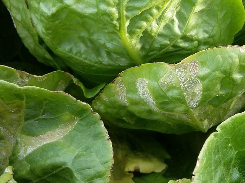 Cómo reconocer y combatir mildiu en lechuga