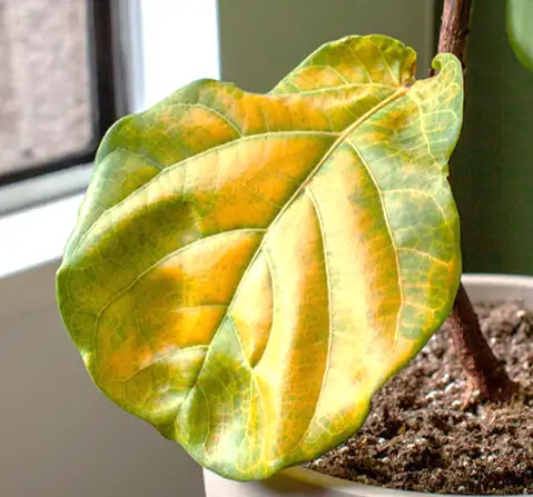 Comment savoir si votre plante a besoin de plus de lumière et que faire ?