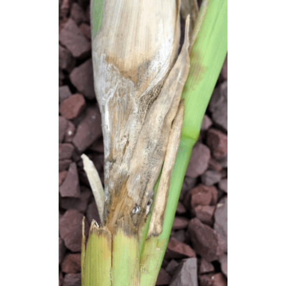 Pudrición de la mazorca por Diplodia en Maíz: Cómo se reconoce y se trata eficazmente