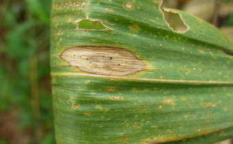 Pudrición de la mazorca por Diplodia: Síntomas y daños en Maíz