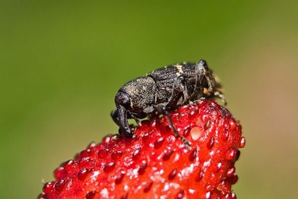 Strawberry weevil in berries: How to recognize and treat it effectively