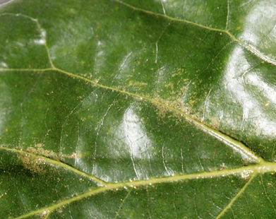Daños en hoja