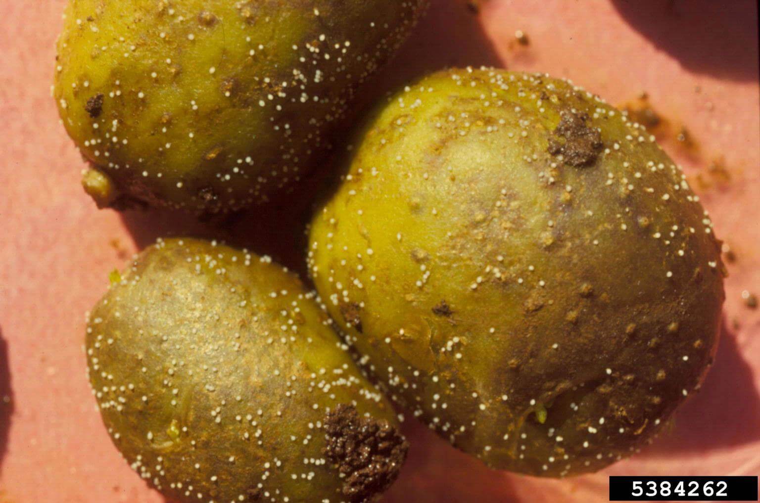 Potato cyst nematode: How to recognize and treat it effectively