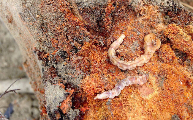 Gusano cabezudo: qué es, cómo se origina y cómo eliminar de forma efectiva