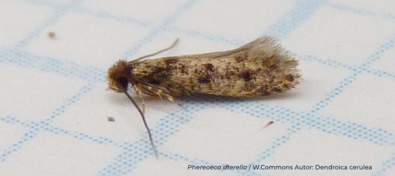 Polilla de la panoja o polilla del estuche en Quinoa: Cómo se reconoce y se trata eficazmente