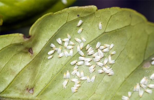 Aleurode sur radis | idMicrobe