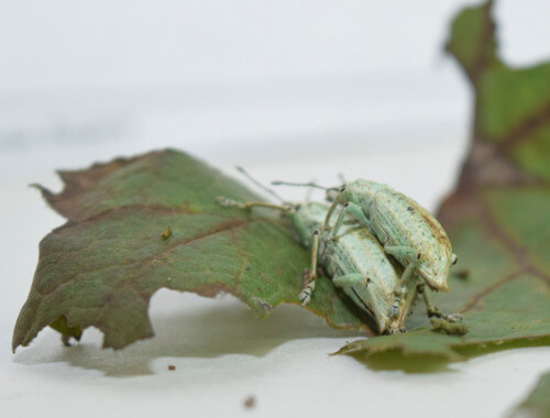 Burrita de la virgen o picudo de la mora | idMicrobe