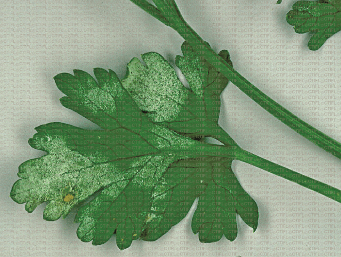 Sintomas, tratamentos e recomendações para tratar mofo