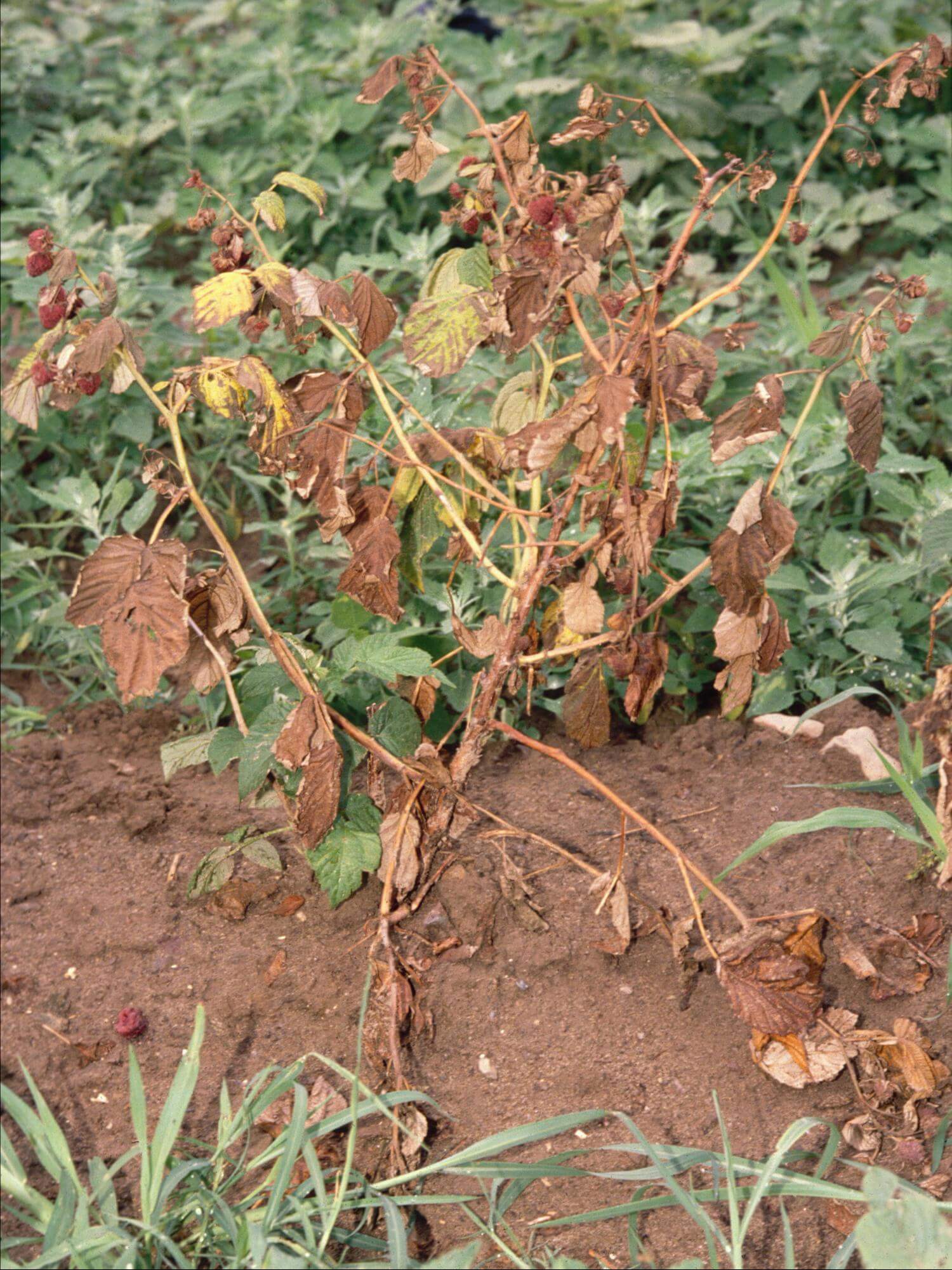 Danos por murcha em framboesa