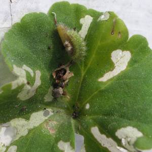 Gusano u oruga del geranio: Síntomas y daños en Geranio