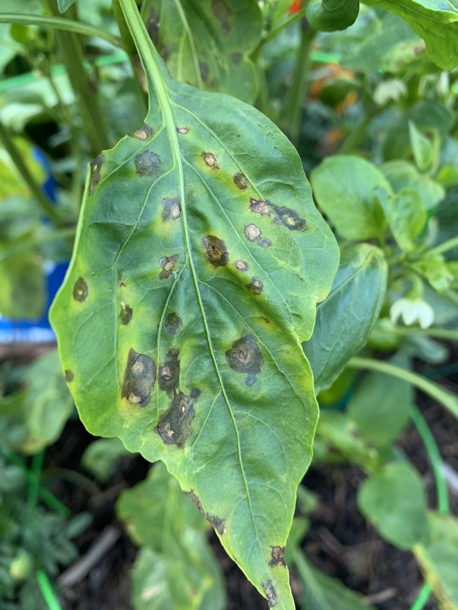 Mancha bacteriana (Xanthomonas sp.): qué es, cómo se origina y cómo eliminar de forma efectiva en pimiento
