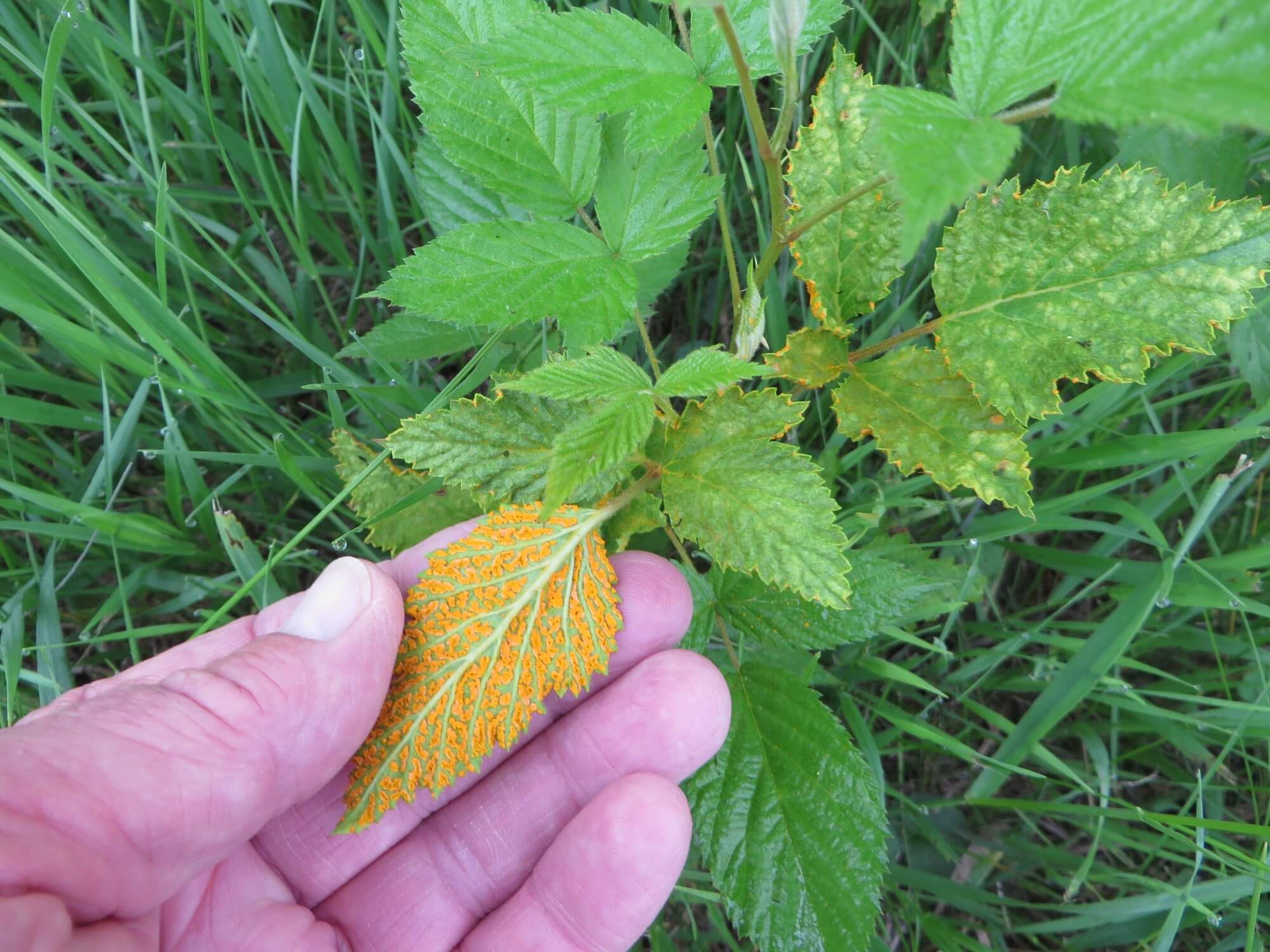 Roya naranja o anaranjada: Síntomas y daños en Mora
