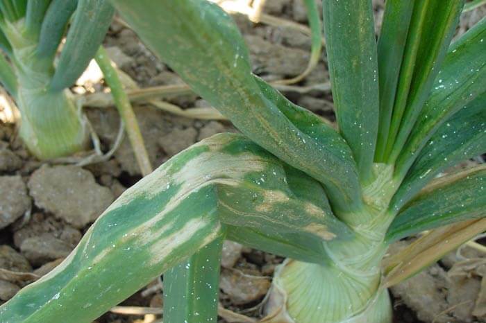 Onion Yellow Spot Virus: How to Recognize and Treat It Effectively