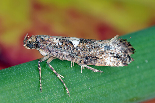 Traça da cebola: sintomas e danos em cebolas