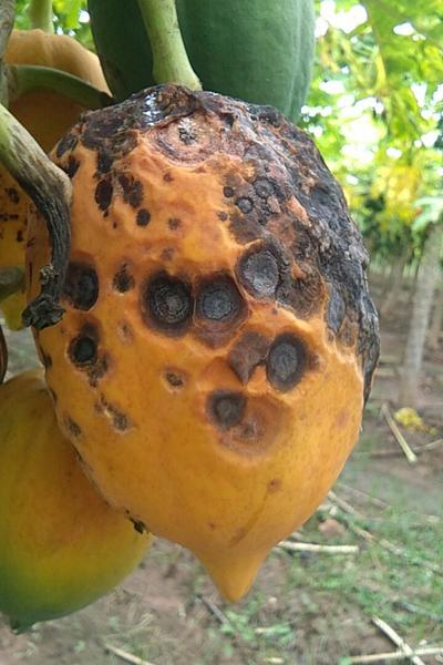 Cómo reconocer y combatir la antracnosis de los frutos