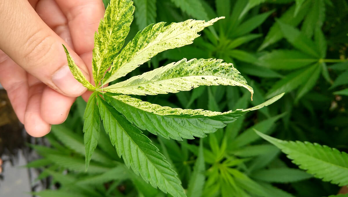 Vírus do Mosaico do Tabaco (TMV): Sintomas e Danos na Cannabis