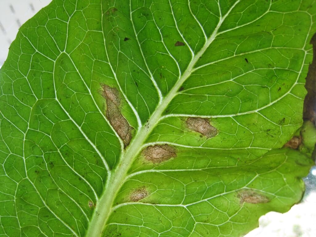 Septoriosis en lechuga y similares | idMicrobe