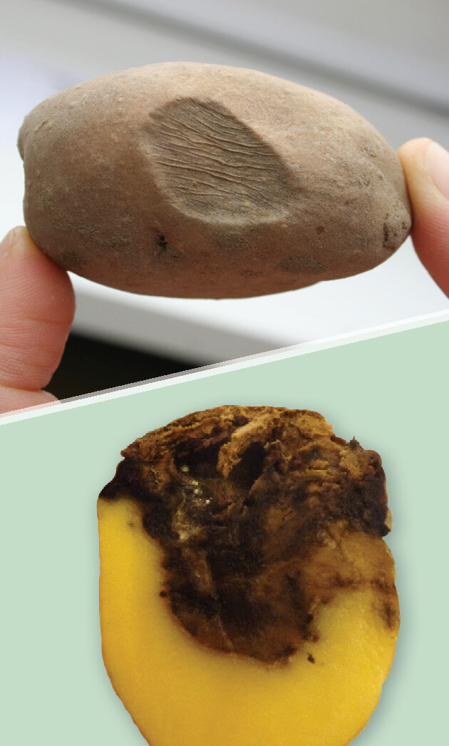 Damage caused by dry rot in potatoes