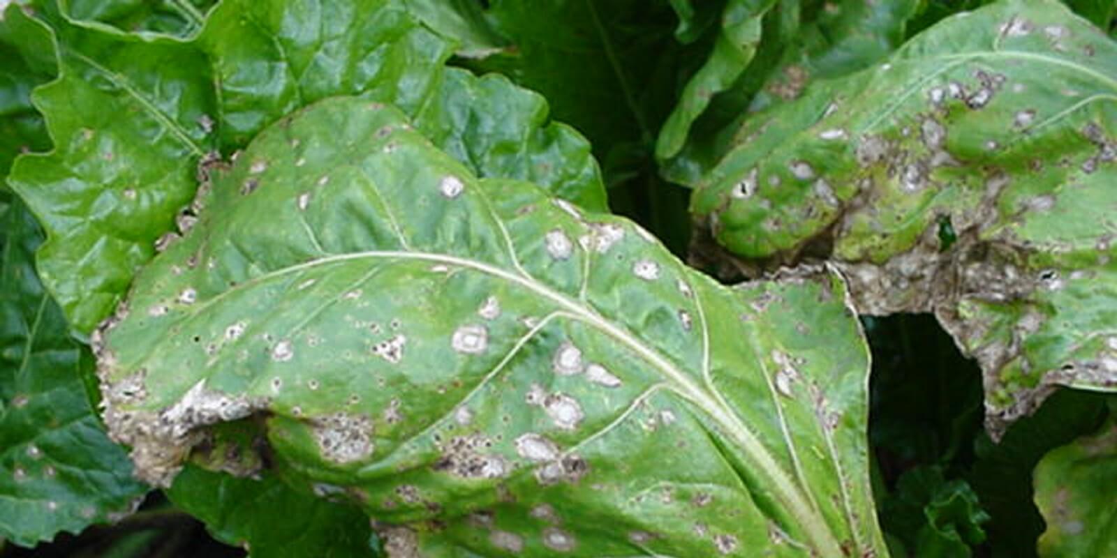 Ramularia in Table Beet: How to Recognize and Treat It Effectively