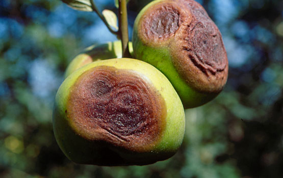 Antracnosis en Frutales de pepita: Cómo se reconoce y se trata eficazmente