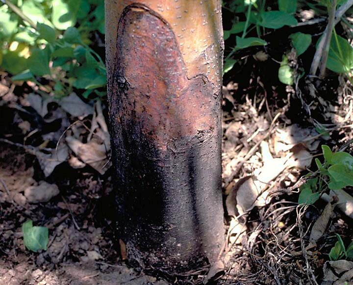 Pourriture blanche des racines des arbres fruitiers à pépins | idMicrobe